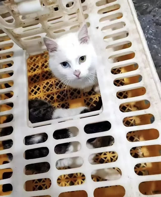 杀活猫煲「龙虎凤」？ 广东餐厅（正规一元一分麻将群）：帮朋友「加工」