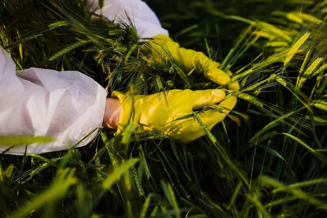 危害粮食安全…国安部：（正规一元一分麻将群）间谍蒐集中农作物基因数据 多人被逮