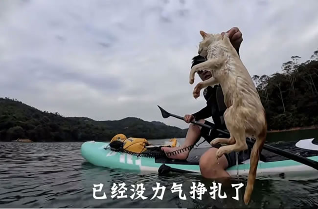 这哪（一元一分红中麻将群）里是善…广东民众水库放生逾千猫 惨见惊逃落水