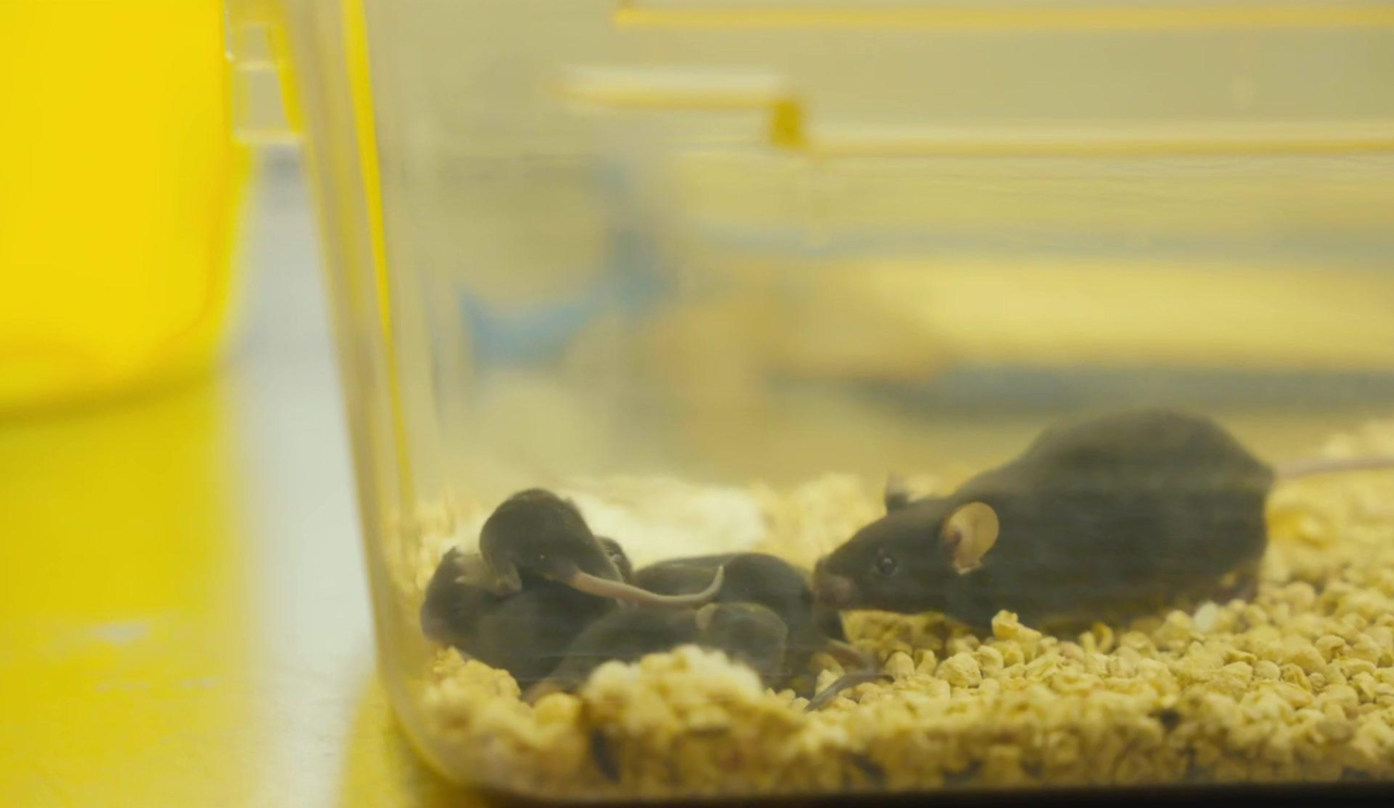 中国「太空小鼠」返地球后仍有繁殖力 生下宝宝了