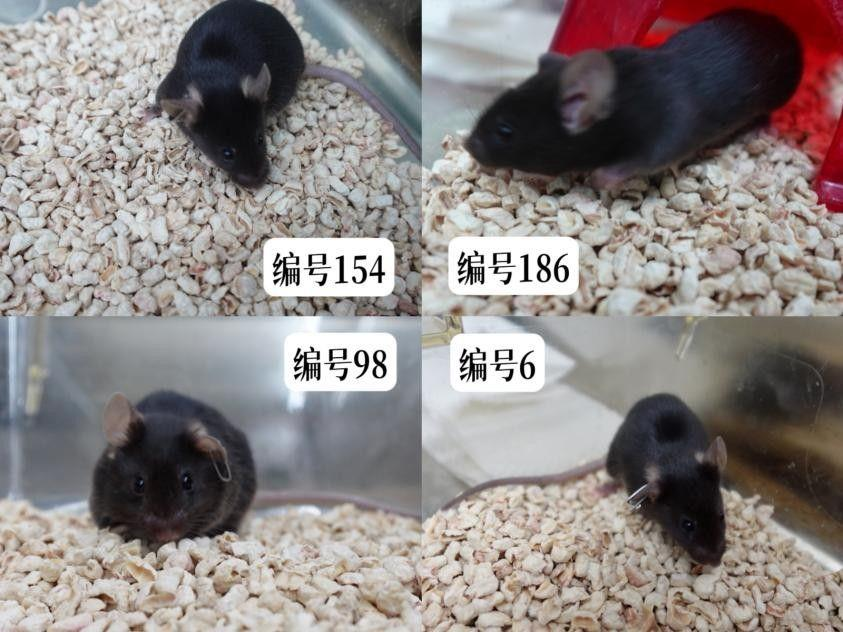 神20飞船返航推迟…小鼠在太空曾断粮 喝航天员的豆浆