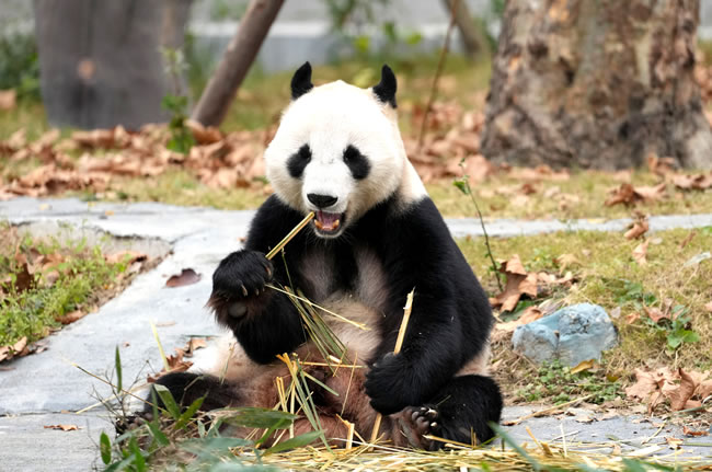 李在明访中 韩国可望继续租借大猫熊